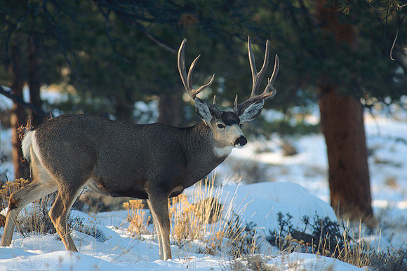 MUDR481586 Mule Deer Buck