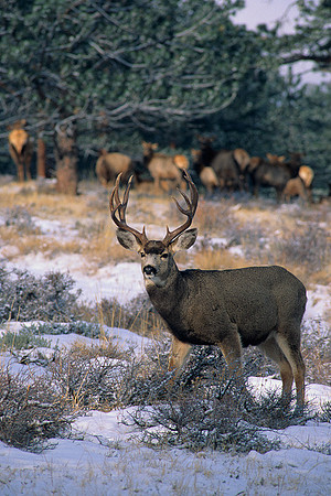 MUDR481724 Mule Deer Buck, Elk background