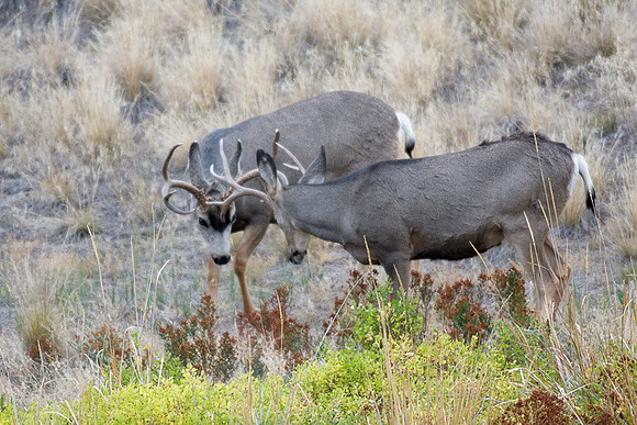 MLDR00185 Mule Deer
