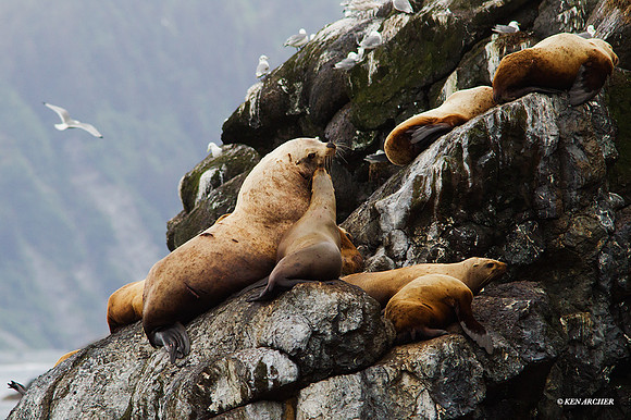 SDSL00074 - Stellars Sea Lion
