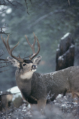 MUDR481221 Mule Deer Buck Flemen