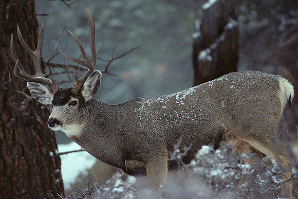MUDR481224 Mule Deer Buck