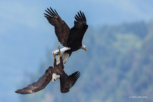 BE15921 - Bald Eagle