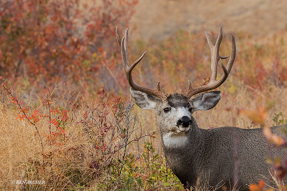 MUDR02423 - Mule Deer