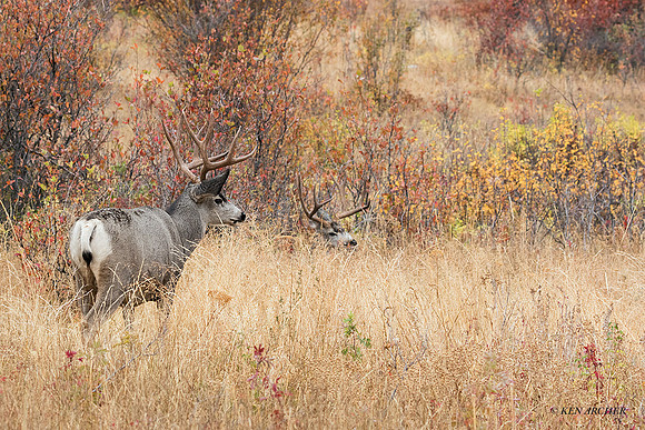 MUDR02406 - Mule Deer