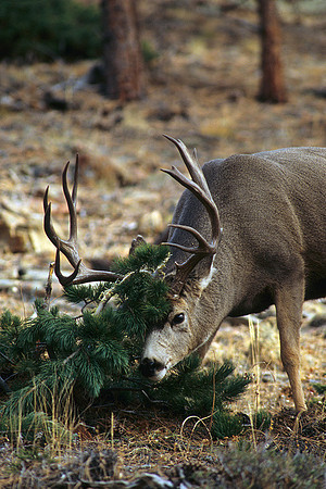 MUDR481630 Mule Deer Buck, thrashing pine tree