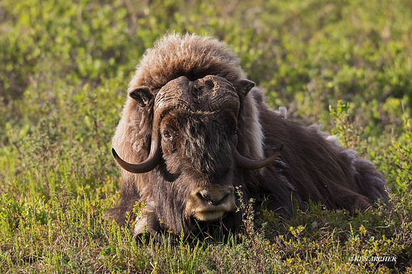 NMMO02027 - Musk Ox