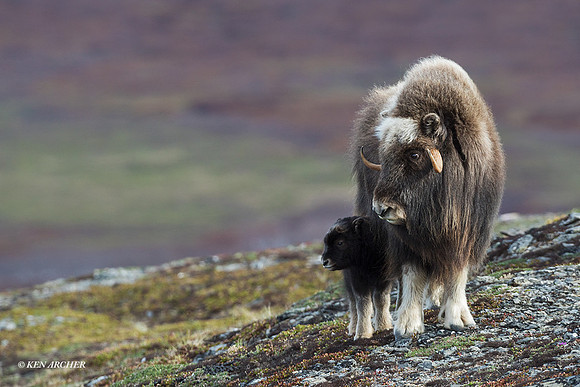 NMMO02063 - Musk Ox