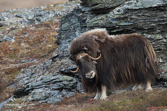 NMMO02096 - Musk Ox