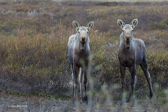 NMMS00474 - Alaskan Moose