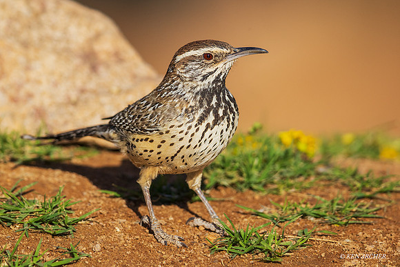 AZCW00014 - Cactus Wren
