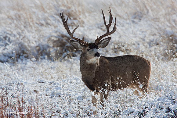 Trophy Mule Deer Buck - MLDR01053