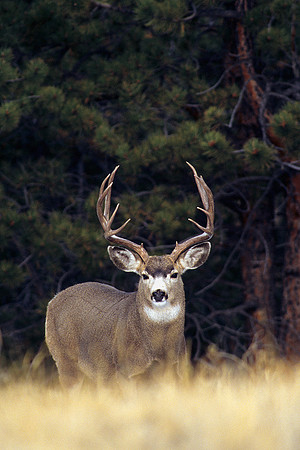 MUDR481619 Mule Deer Buck