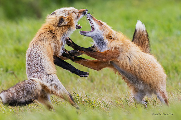 RF01085 - Red Fox
