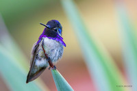 SDCH00314 - Costa's Hummingbird