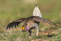 Sharp-tailed Grouse