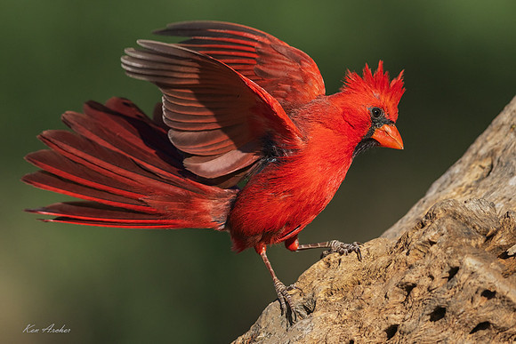 AZNC00365 - Northern Cardinal