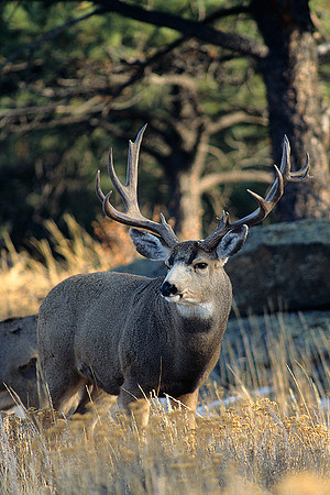 MUDR481503 Mule Deer Buck