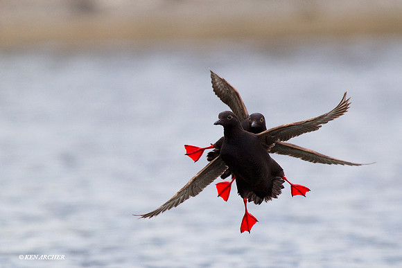 Pigeon Guillemots - PNGT00237