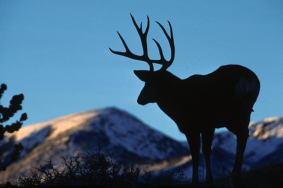 MUDR480895 Mule Deer Buck Silhouette