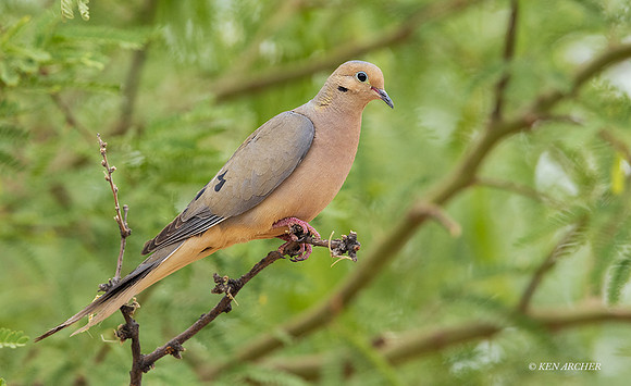AZMD00005 - Mourning Dove
