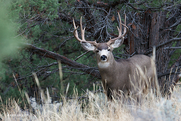 MLDR00437 Mule Deer