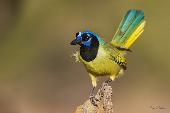TXGJ00270 - Green Jay