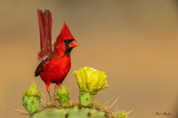 TXNC01347 - Northern Cardinal