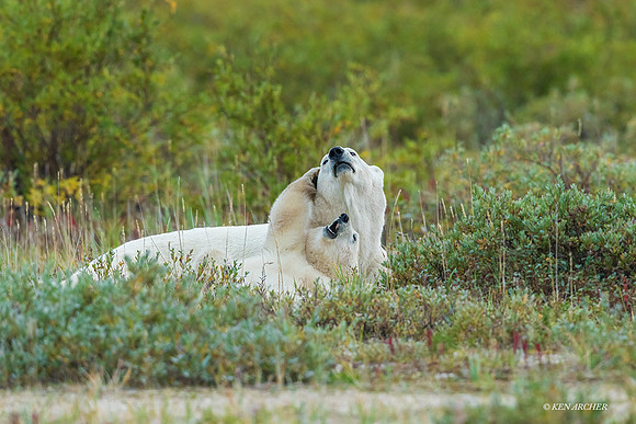 CHPB01292 - Polar Bear