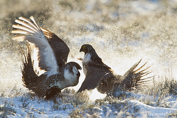 Sage Grouse