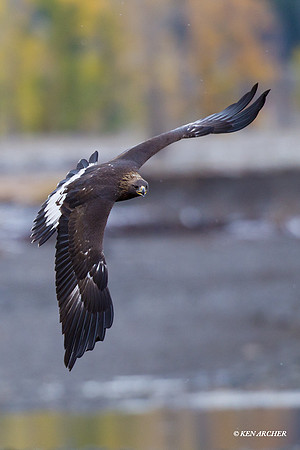 GE00067 Golden Eagle