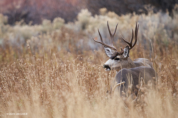 MLDR00660 Mule Deer