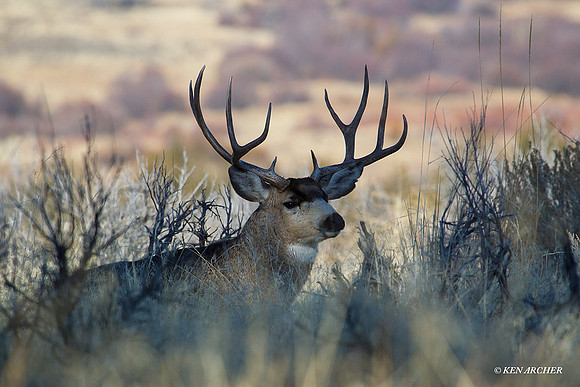 Mule Deer Buck - MLDR01339