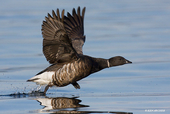 Black Brant - BKBT00504