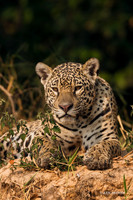 The Pantanal, Brazil