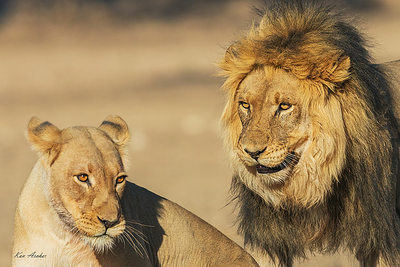 AFBL00102 - Black-maned Lion