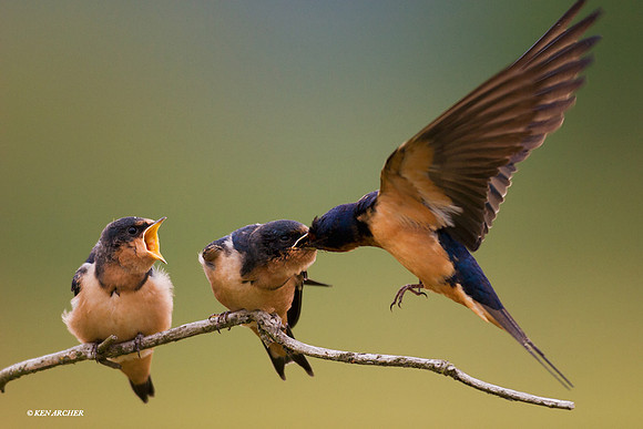 Barn Swallow Fledglings - BNSW00046