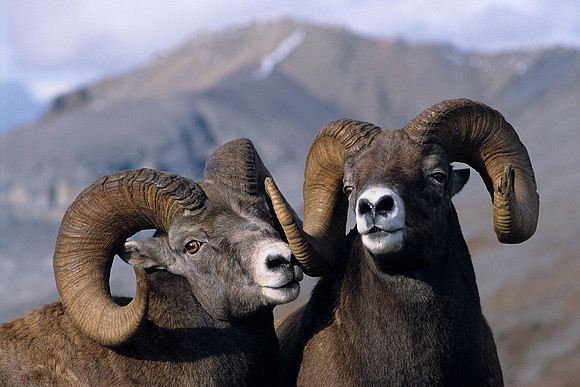 Rocky Mountain Bighorn Sheep Rams