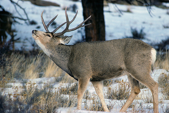 MUDR481359 Mule Deer Buck, flemen