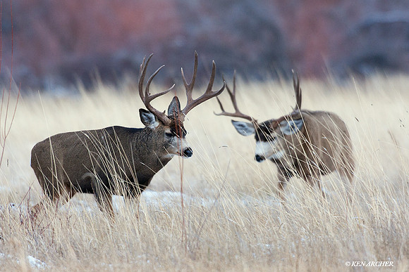Mule Deer Bucks - MLDR01110