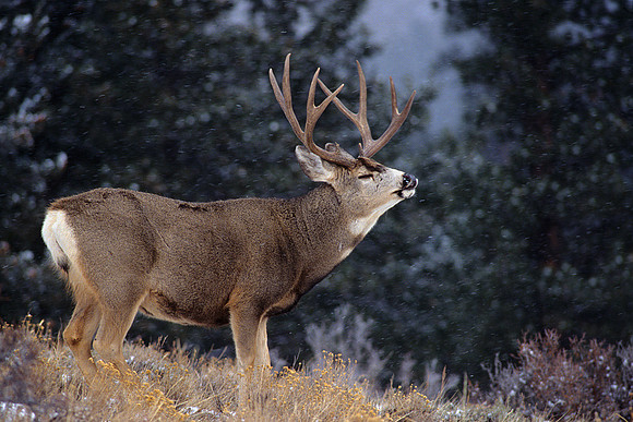 MUDR020760-Mule-Deer-Buck-Flemen