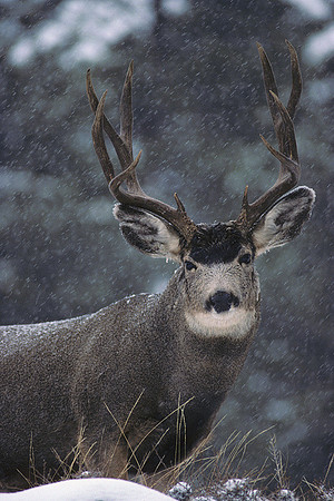 MUDR481194 Mule Deer Buck, winter storm
