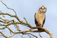 SEO00108 - Short-eared Owl