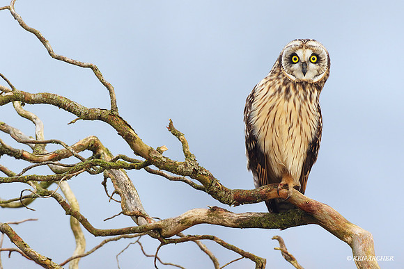 SEO00108 - Short-eared Owl