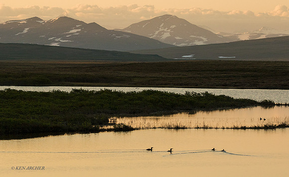 NMLS01786 - Seward Peninsula