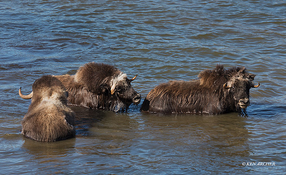 NMMO02210 - Musk Ox