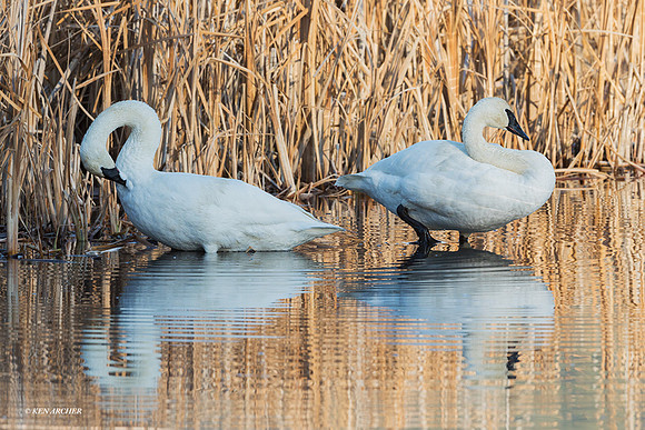 TWSW01265 - Trumpeter Swan