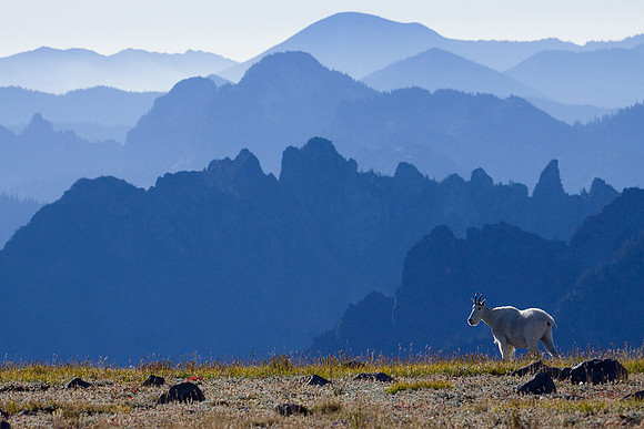 MNGT00070 Mountain Goat, Cascade Mountain Range