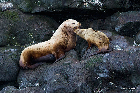 SDSL00058 Stellars Sea Lion