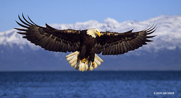 Bald Eagle